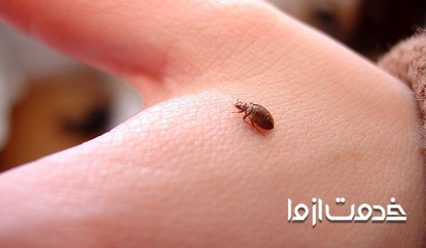 روشهای خانگی از بین بردن ساس